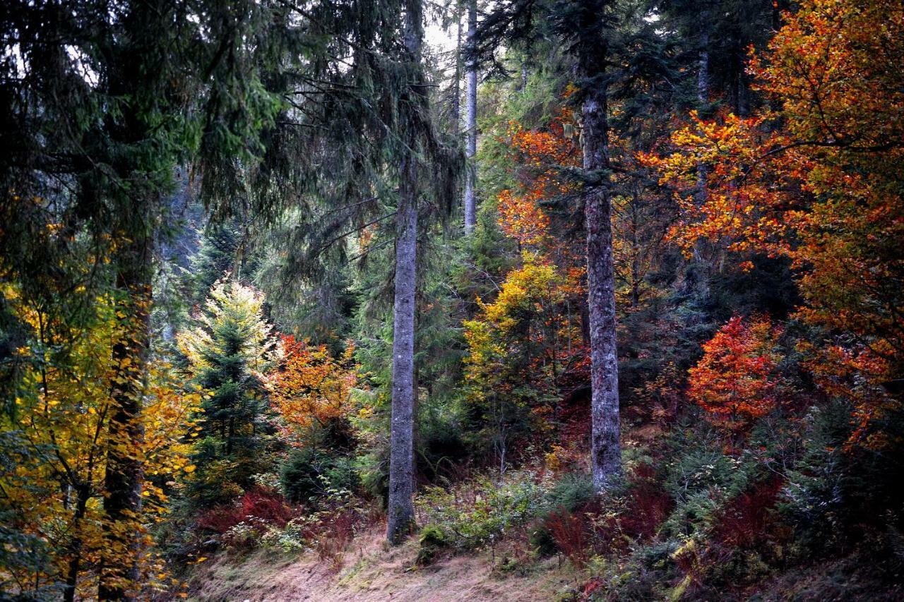 Fewo C4 für bis zu 5 Personen Menzenschwand-Hinterdorf Exterior foto